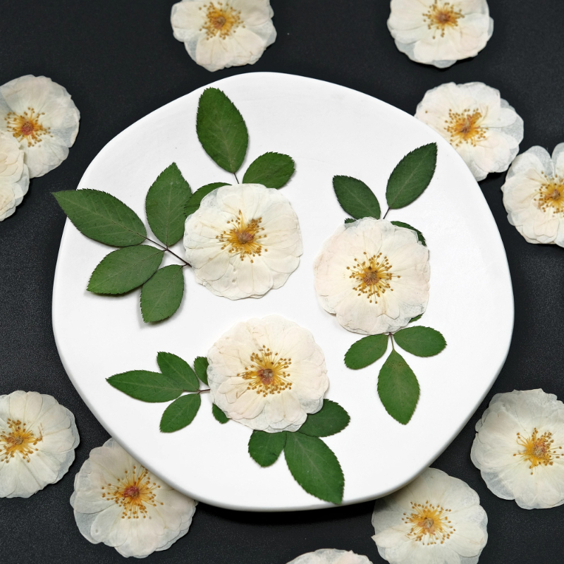 Photo Frame Baby - 6pcs,9pcs,Nature White Rose Pressed Flowers DIY