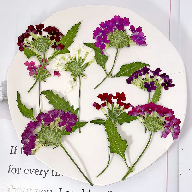 Photo Frame Baby - 12pcs/5-8cm,natural pressed Cherry Blossom DIY manual