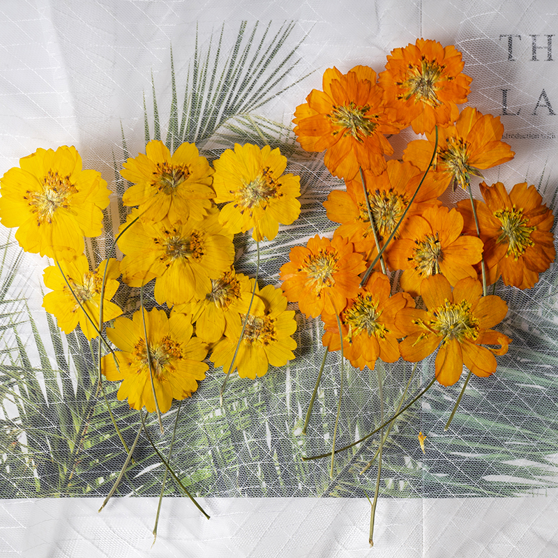Photo Frame Baby - 8-10cm/24pcs,nature pressed Cosmos sulphureus tiny flower,plant