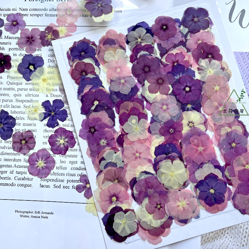 Photo Frame Baby - 12pcs,Semi-Transparent Niche Phlox Pressed Dried Flowers