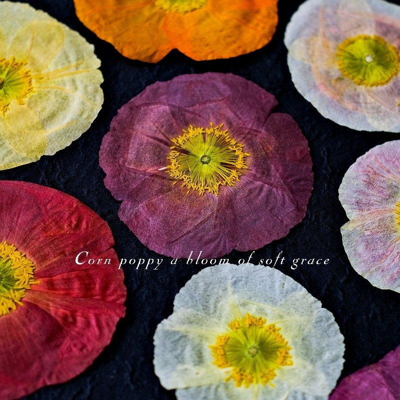 1pcs,Nature Field Poppy Presse - Photo Frame Baby ulasan dan harga