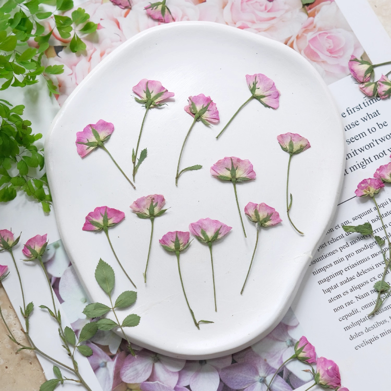 12pcs,Mini Pink Rose Pressed F - Photo Frame Baby ulasan dan harga