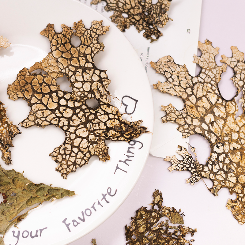 4pcs,Rare Bark Natural Pressed - Photo Frame Baby ulasan dan harga