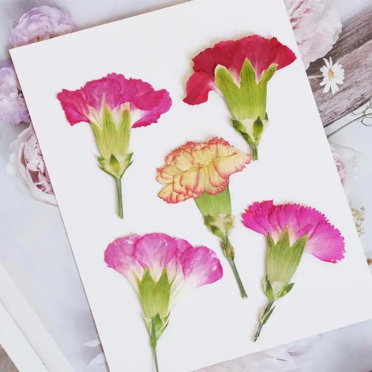 6pcs/4-7cm,Carnation dried flo - Photo Frame Baby ulasan dan harga