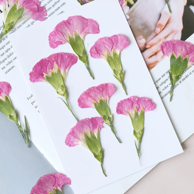 6pcs/4-7cm,Carnation dried flo - Photo Frame Baby ulasan dan harga