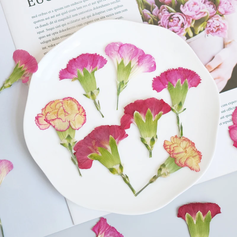 6pcs/4-7cm,Carnation dried flo - Photo Frame Baby ulasan dan harga