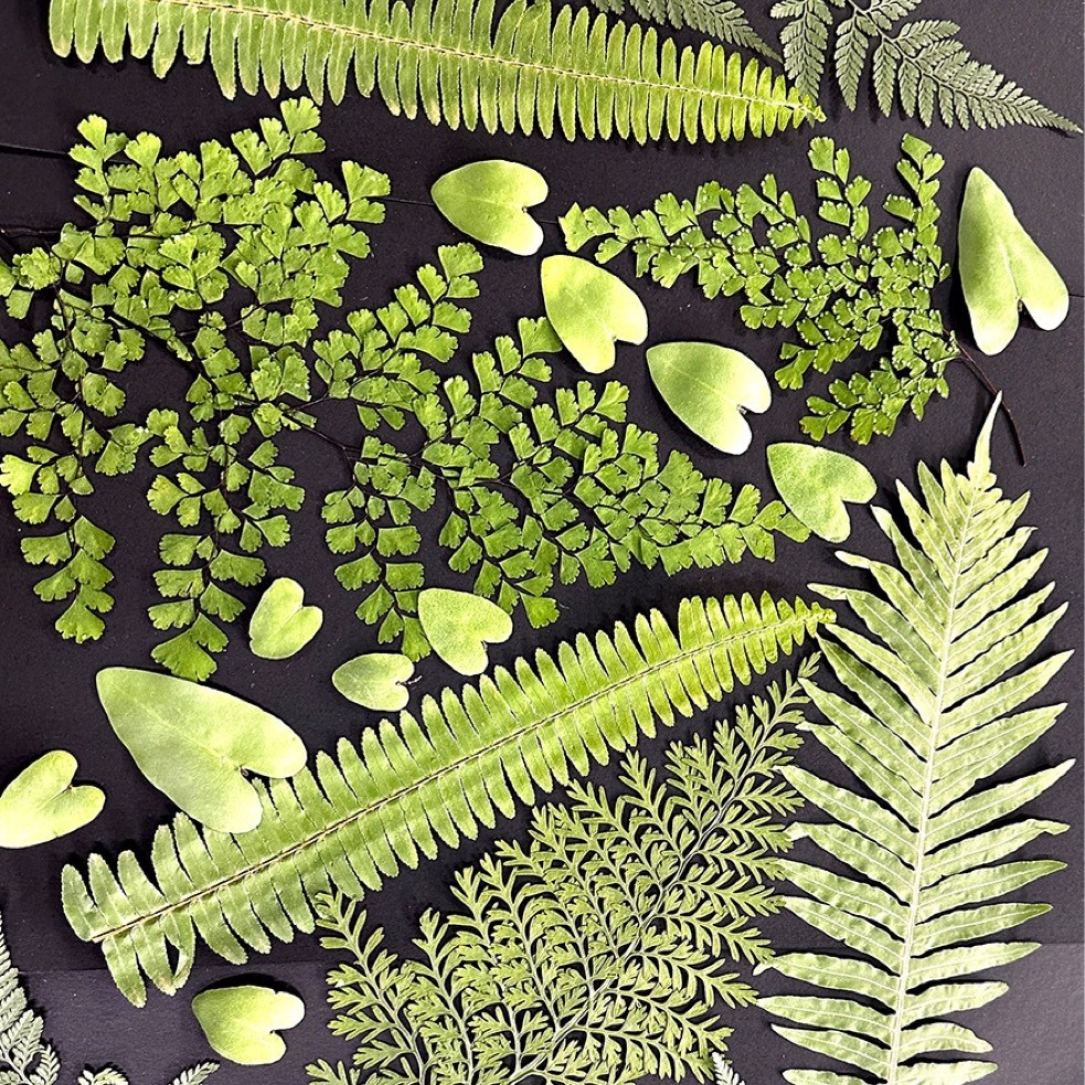5Pcs Natural Green Large Fern  - Photo Frame Baby ulasan dan harga