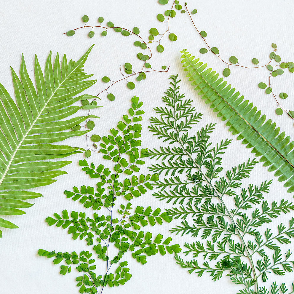 5Pcs Natural Green Large Fern  - Photo Frame Baby ulasan dan harga