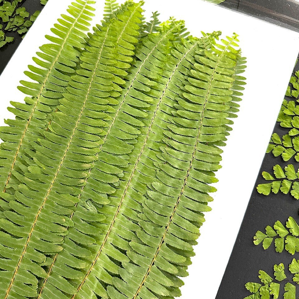 5Pcs Natural Green Large Fern  - Photo Frame Baby ulasan dan harga