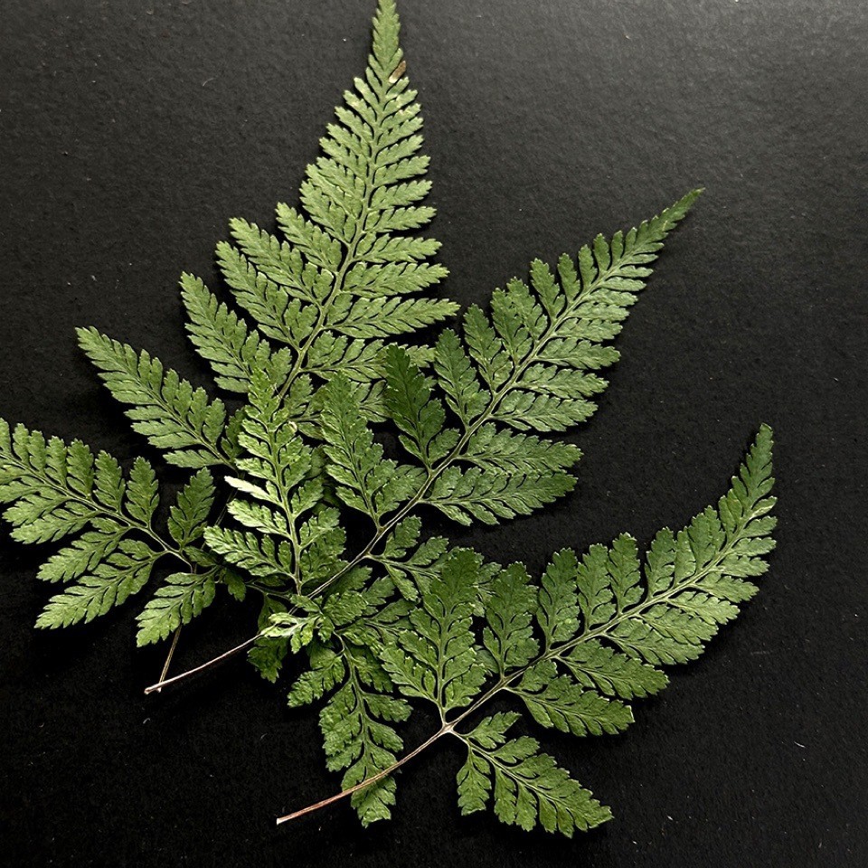 5Pcs Natural Green Large Fern  - Photo Frame Baby ulasan dan harga