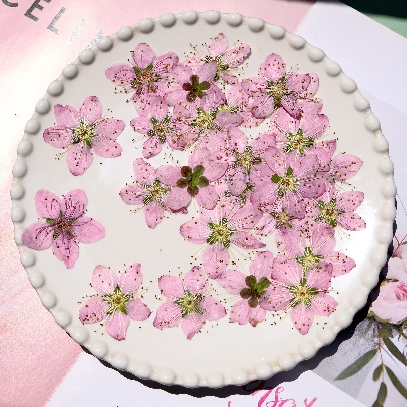 3-4cm./6pcs,Pink Peach Blossom - Photo Frame Baby ulasan dan harga