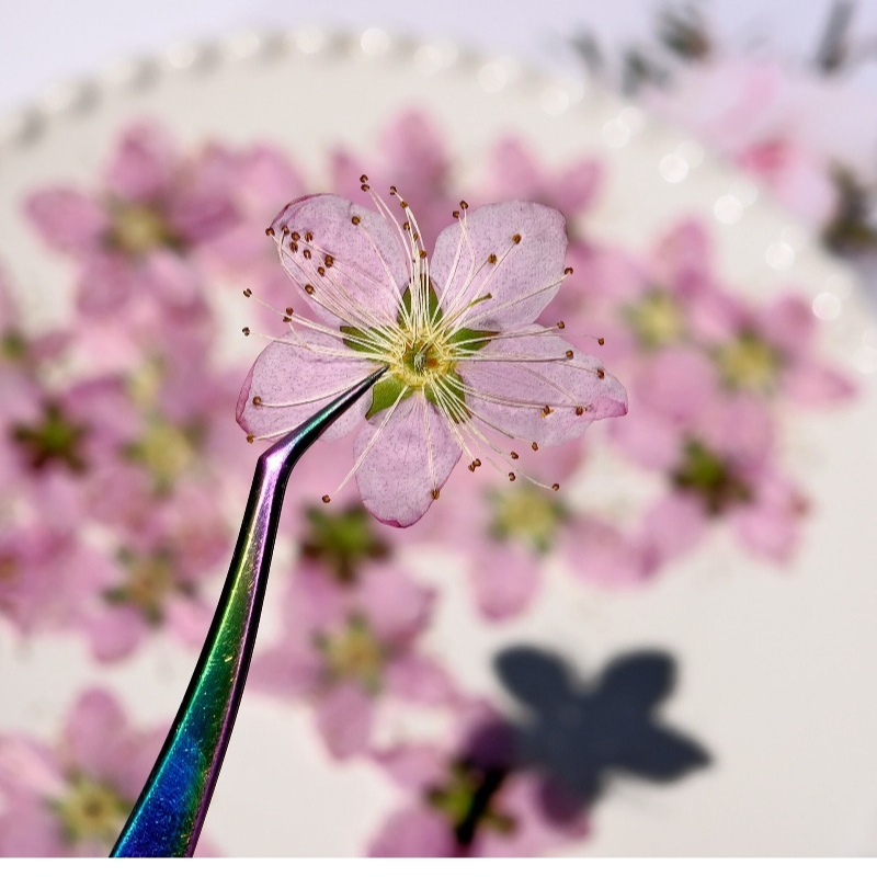3-4cm./6pcs,Pink Peach Blossom - Photo Frame Baby ulasan dan harga