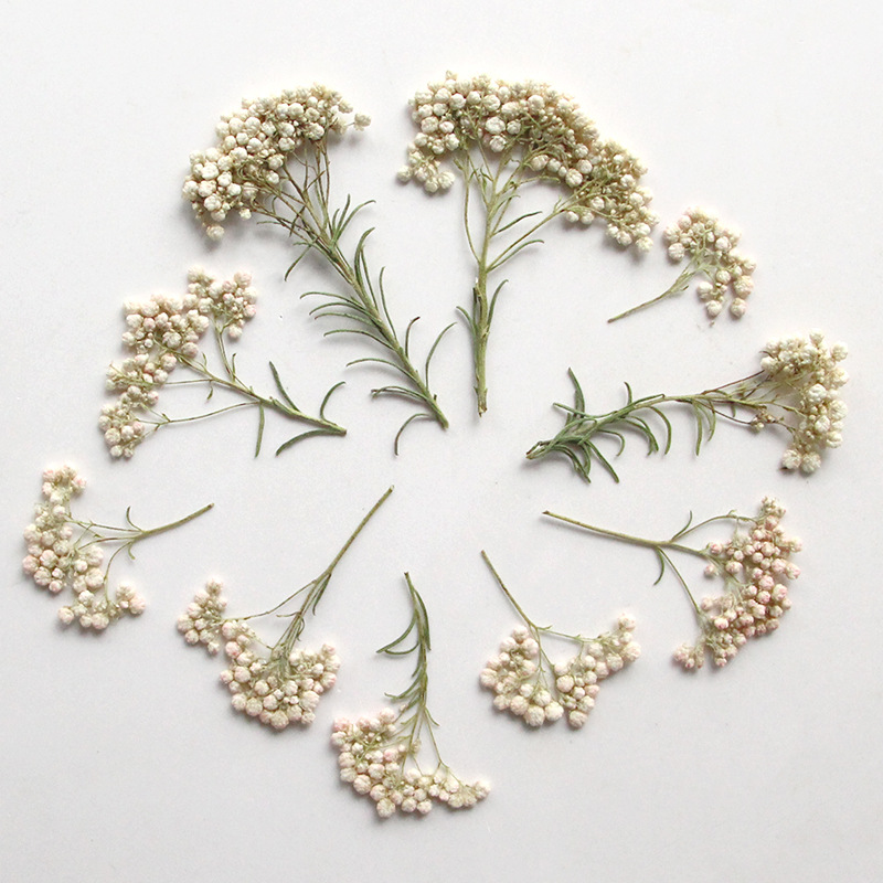 12pcs,Nature Millet flower bra - Photo Frame Baby ulasan dan harga