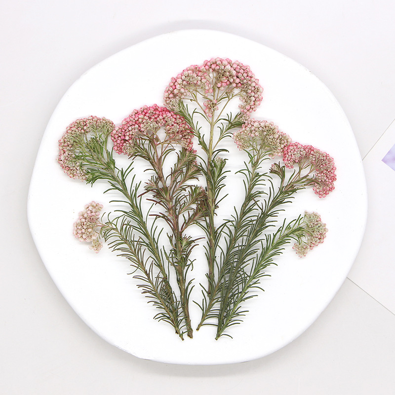 12pcs,Nature Millet flower bra - Photo Frame Baby ulasan dan harga