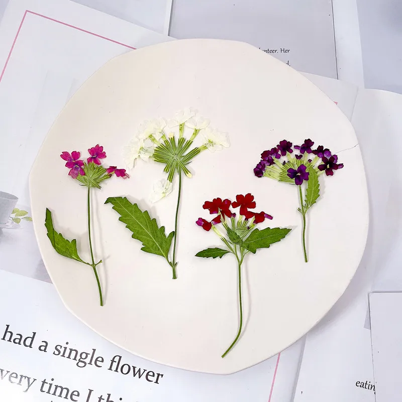 12pcs/5-8cm,natural pressed Ch - Photo Frame Baby ulasan dan harga