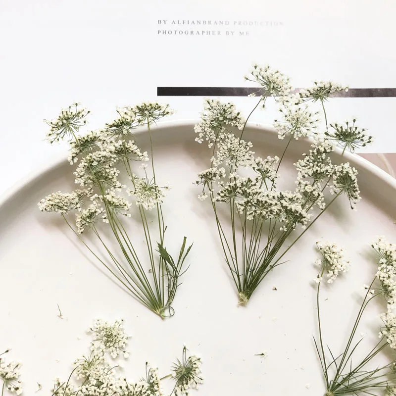 5-7cm/12pcs,Snow Tiny Flowers  - Photo Frame Baby ulasan dan harga
