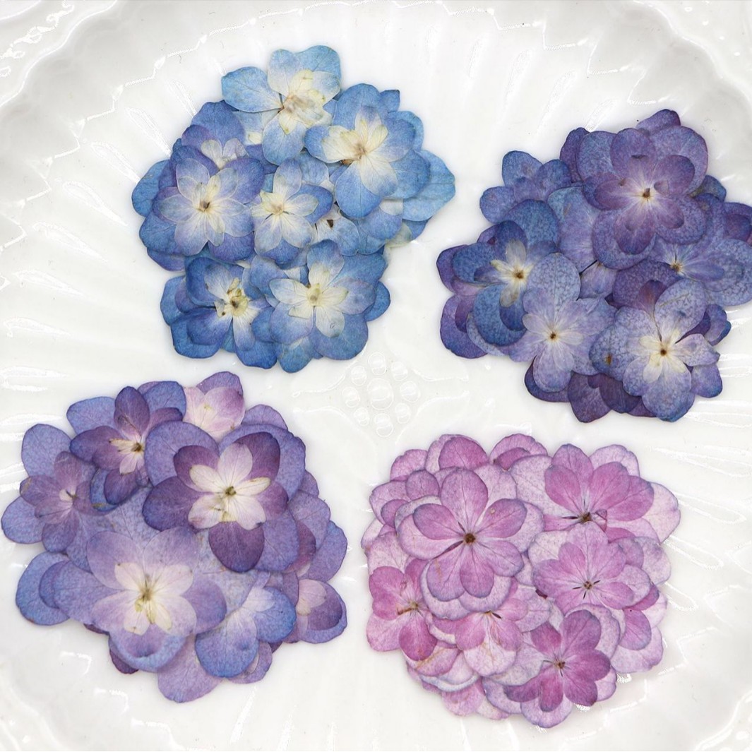 60Pcs Mini Double-Flowered Hyd - Photo Frame Baby ulasan dan harga
